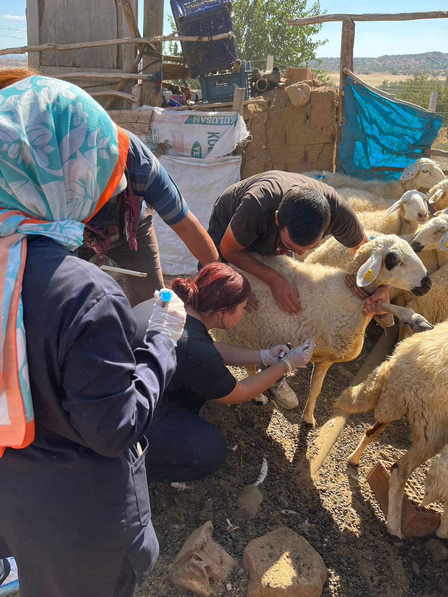 Delice Meslek Yüksekokulu Öğrencilerinden Hayvan Aşılama Programı