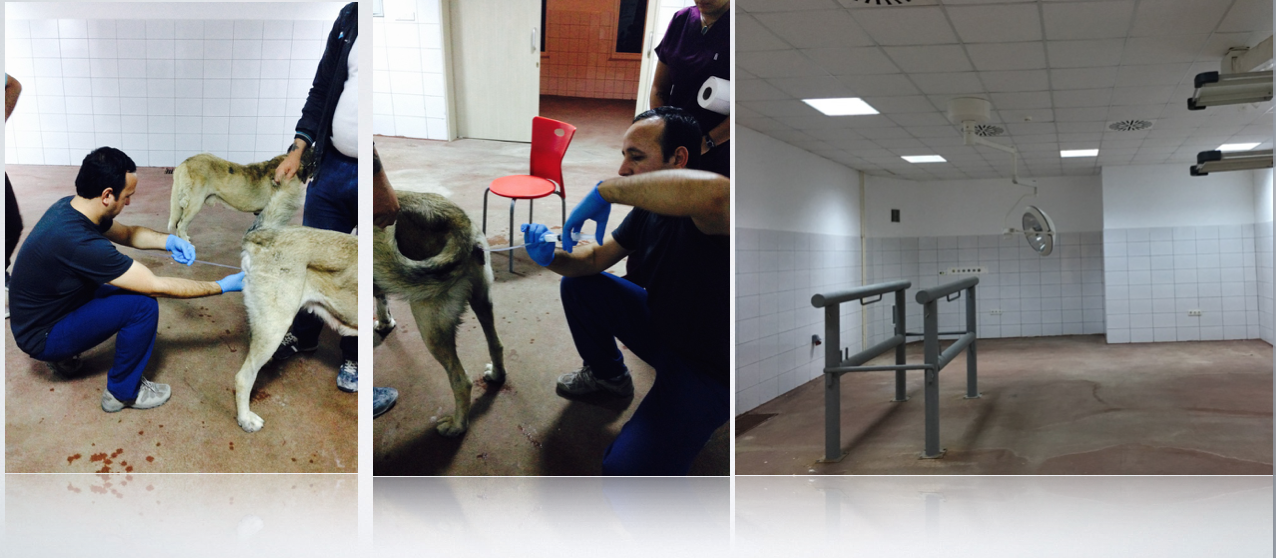 Köpeklerde Suni Tohumlama