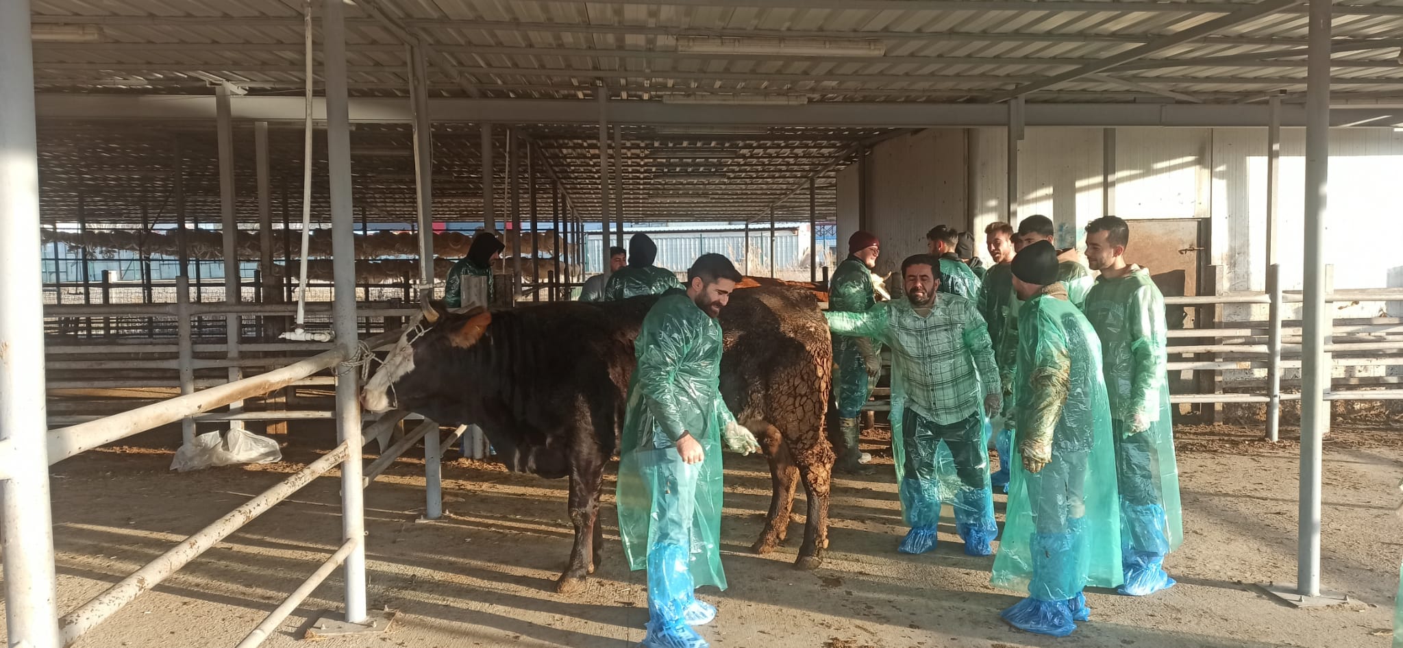 Veteriner Sağlık Teknikerlerine Yönelik Müfredat Tamamlama ve Suni Tohumlama Eğitimi Başarıyla Tamamlandı
